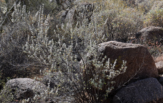 Hyptis emoryi, Desert Lavender